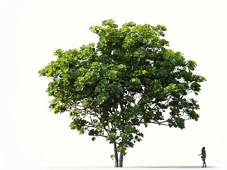 Qin Ye Ficus Banyan Tree Rubber Tree Qin Ye Rubber Tree Landscape Tree Forest Big Tree Small Tree Spring Tree Summer Tree Autumn Tree Bodhi Tree 3d model