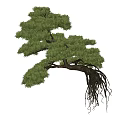 Bonsai Tree With Lush Green Foliage And Exposed Roots Traditional Pine Style