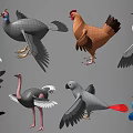 Collection of Different Flying Animals Featuring Chicken Goose Ostrich Parrot and Peacock