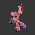 Detailed 3D Anatomical Organ Model With Vascular Structure For Medical Teaching