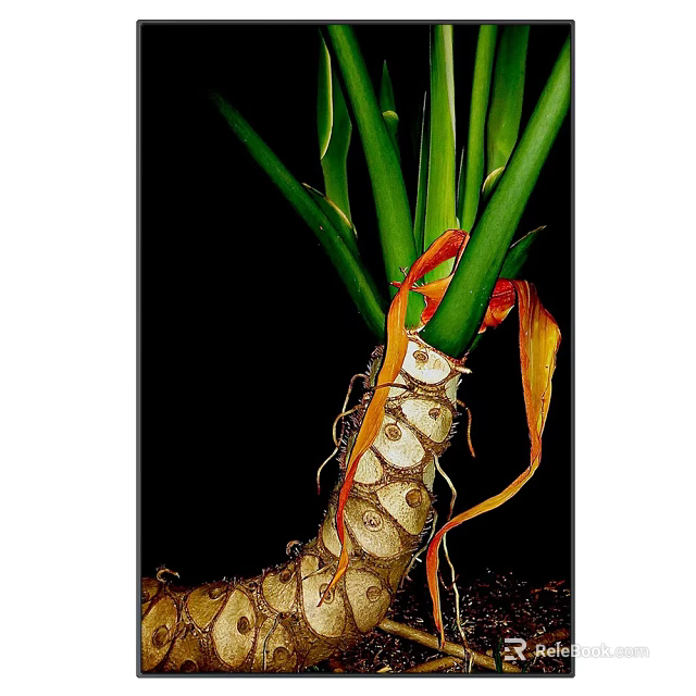 Plant Painting Featuring Green Long Leaves Orange Yellow Highlights and Bulbous Root Structure 3d model 