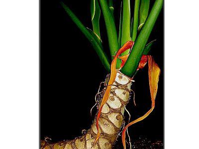 Plant Painting Featuring Green Long Leaves Orange Yellow Highlights and Bulbous Root Structure 3d model