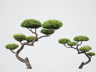 Artistic Ornamental Trees With Unique Shape Curved Branches And Rounded Green Canopies 3d model