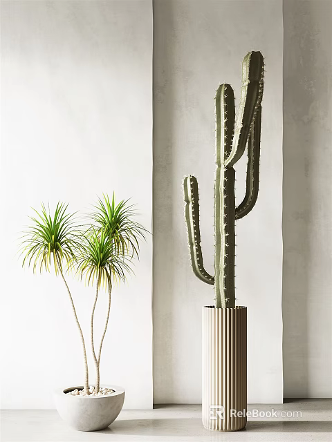 Tall Potted Dracaena with Long Green Leaves and Cactus in Striped Pot for Modern Interior 3d model 