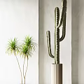 Tall Potted Dracaena with Long Green Leaves and Cactus in Striped Pot for Modern Interior