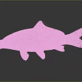 Brown and orange carp with open mouth and black fins on gray background with reflection