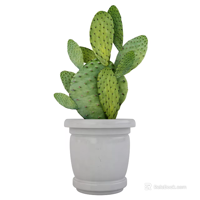 Green Prickly Cactus Plant With Thick Fleshy Pads In White Ceramic Pot 3d model 