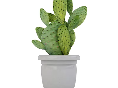 Green Prickly Cactus Plant With Thick Fleshy Pads In White Ceramic Pot 3d model