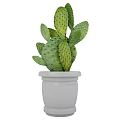 Green Prickly Cactus Plant With Thick Fleshy Pads In White Ceramic Pot