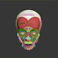 Medical Head Face Anatomical Model With Colored Muscle Structure For Educational Training 3d model