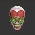 facial muscle facial muscle tissue muscle human muscle human muscle 3d model