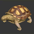 Turtle Cartoon Turtle Snapping Turtle Chickbill Turtle Reptile Cold Blooded Animal Reptile Class 3d model