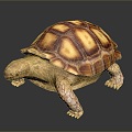 Turtle Turtle Cartoon Turtle Snapping Turtle Chickbill Turtle Reptile Cold Blooded Animal Reptile Reptile Class 3d model