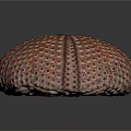 Round Orange Red Sea Urchin With Spiny Surface And Multiple Holes