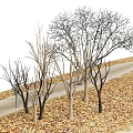 Deciduous Trees Without Leaves Standing Alongside Winding Path Covered With Fallen Leaves