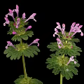 Lamium amplexicaule Perennial Herb Plant With Purple Flowers And April To June Bloom