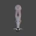 Realistic Wildebeest With Curved Horns Shaggy Mane And Textured Body