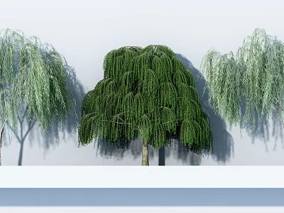 Three Weeping Arbor Trees With Lush Green Foliage And Hanging Branches 3d model