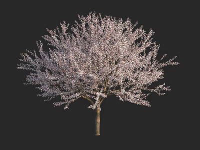 Lush Flowering Tree With Dense Blossoms And Thick Branches Against Dark Background 3d model