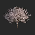 Lush Flowering Tree With Dense Blossoms And Thick Branches Against Dark Background