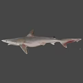 Detailed Realistic Shark 3D Model With Lifelike Features On Gray Background