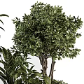 Bonsai Plants With Lush Green Foliage In Various Metallic And Black Pots For Home Decor