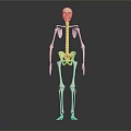 Human Skeleton Anatomical Model Medical Device For Teaching And Training 3d model