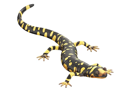 3D Rendered Reptile Salamander With Black And Yellow Striped Body And Long Tail 3d model