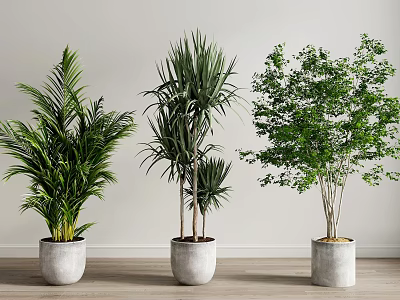 Three Different Green Potted Plants in Concrete Pots on Wooden Floor Against Light Wall 3d model
