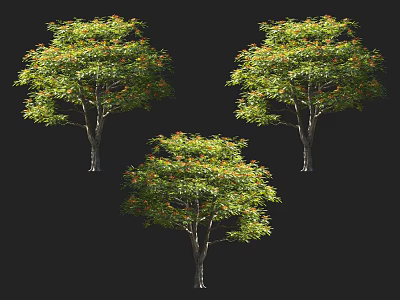 Three Lush Arbors with Green Leaves and Red Flowers Isolated on Black Background 3d model