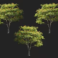 Three Lush Arbors with Green Leaves and Red Flowers Isolated on Black Background