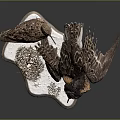 Two Birds In Varied Postures Showcasing Natural Behaviors On Textured Display Base
