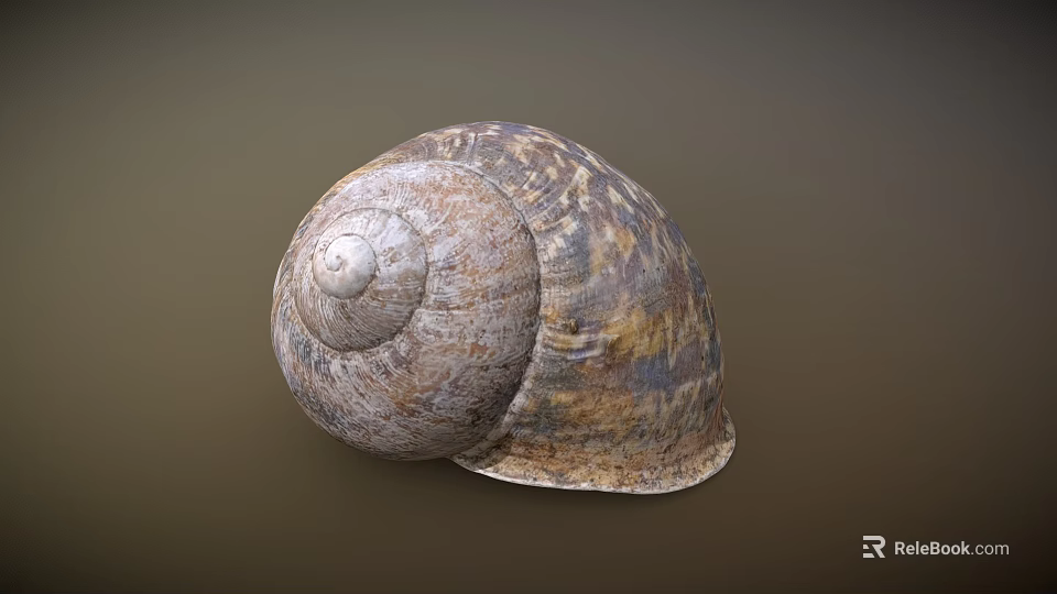 Natural Textured Snail Shell With Spiral Pattern And Earthy Tones 3d model 