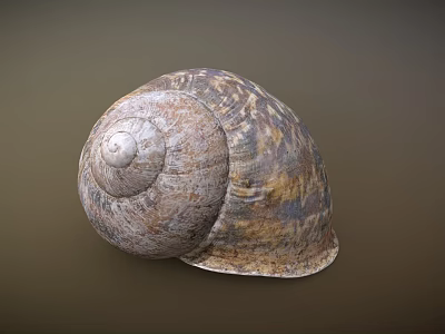 Natural Textured Snail Shell With Spiral Pattern And Earthy Tones 3d model