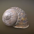 Natural Textured Snail Shell With Spiral Pattern And Earthy Tones 3d model