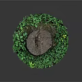 Tree Stump Decorative Display With Circular Base And Lush Green Plants