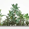 Lush Green Shrubs With Large Leaf Plants And Cacti In Long Container