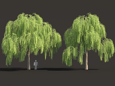 Weeping Willow Trees With Long Green Foliage And Human Figure For Scale 3d model