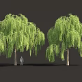 Weeping Willow Trees With Long Green Foliage And Human Figure For Scale 3d model