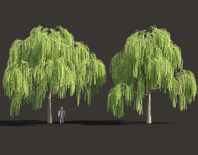 Willow Ancient Tree Park Tree 3d model