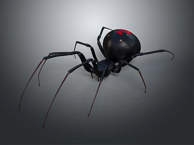 Black Spider With Red Mark On Abdomen And Long Legs Against Gray Background 3d model