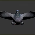 Flying Pigeon With Colorful Feathers Blue Head And Red Feet Against Dark Background