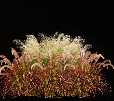 Ornamental Grass Plant Combination Featuring Feathery White And Red Foliage For Garden 3d model