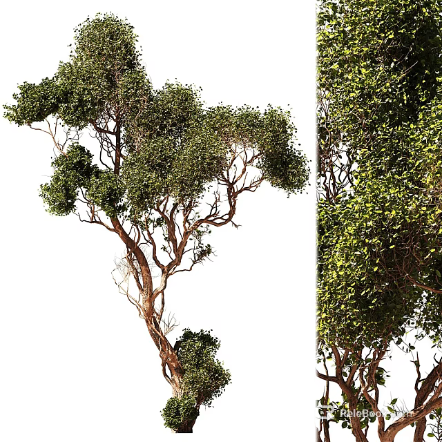 Tree Pit with Lush Green Trees Featuring Dense Branches and Foliage 3d model 