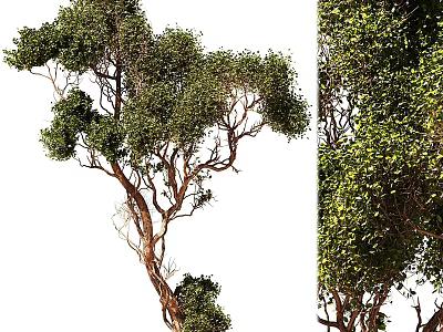 Tree Pit with Lush Green Trees Featuring Dense Branches and Foliage 3d model