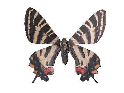 Vibrant Butterfly With Black And White Striped Wings And Red Spotted Edges On Spread Wings 3d model