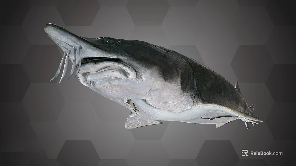 Sturgeon Fish With Long Snout Whiskers Dark Upper Body And Light Underbelly 3d model 