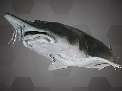 Modern European sturgeon beluga whale specimen or European sturgeon specimen 3d model