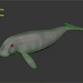 Spotting Dolphin Cartoon Dolphin Animation Dolphin Animation Dolphin Animation Character Game Character 3d model