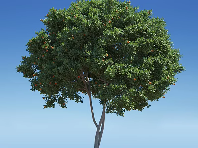 Tree with Dense Green Leaves and Orange Fruits Against Blue Sky 3d model